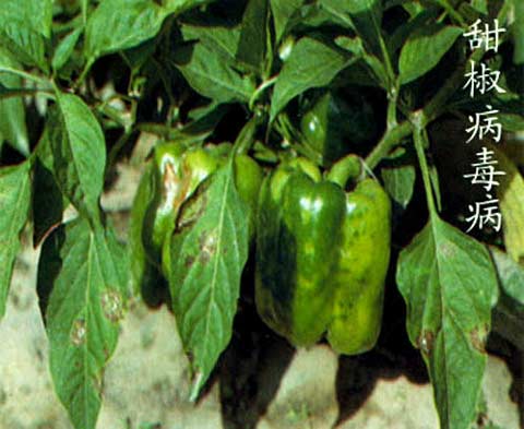 甜椒病毒病的防治