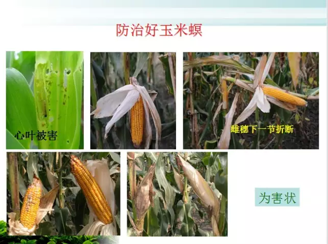 亚洲玉米螟为害症状与规律