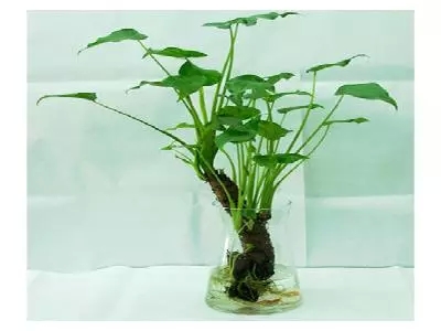 滴水观音