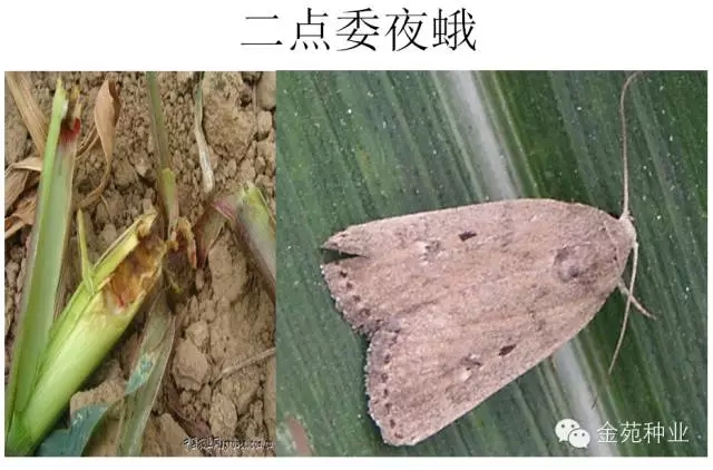 地老虎与二点委夜蛾的区别
