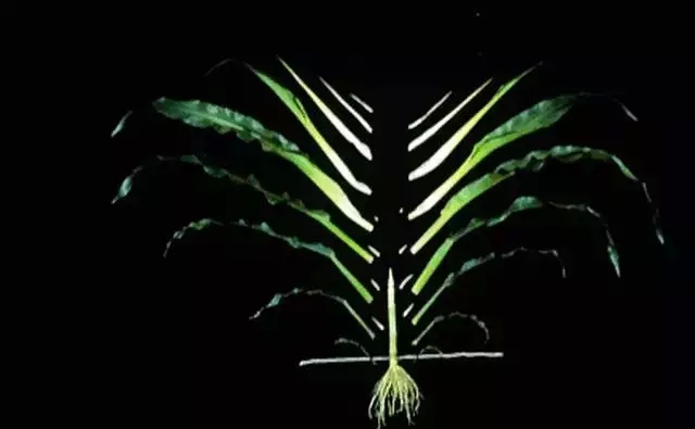 一棵玉米植株的成长过程