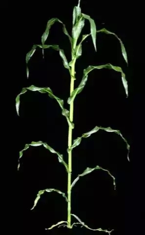 一棵玉米植株的成长过程