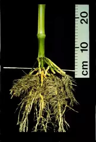 一棵玉米植株的成长过程