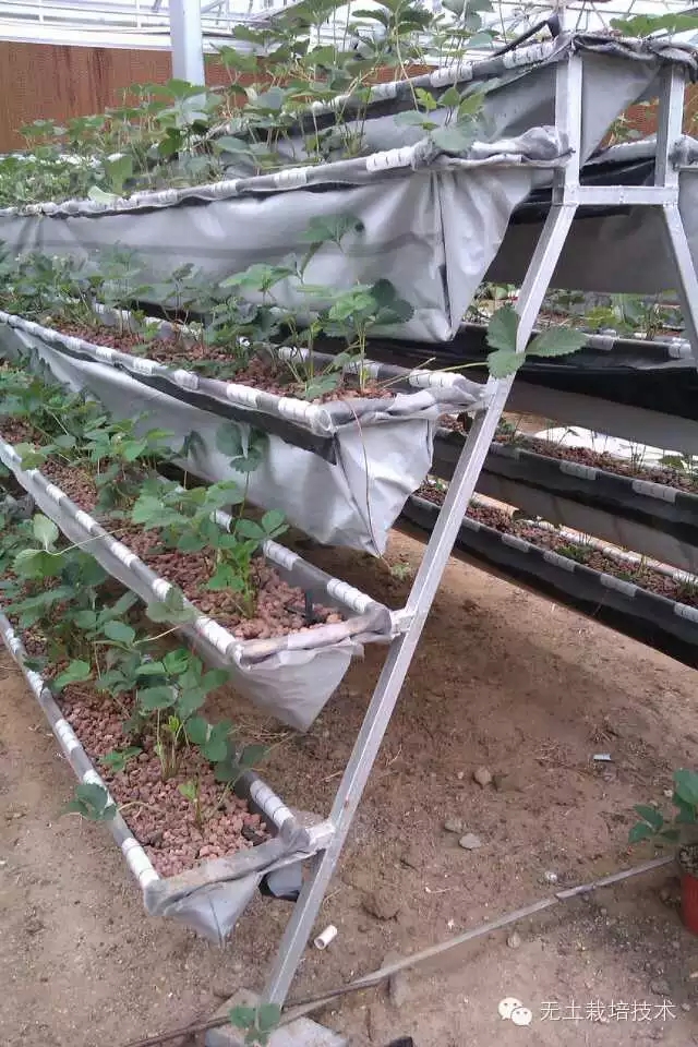 草莓立体栽培概况