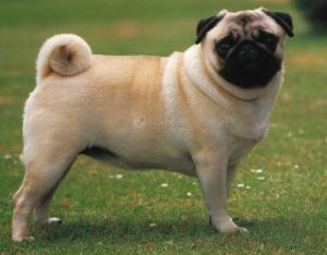 巴哥犬