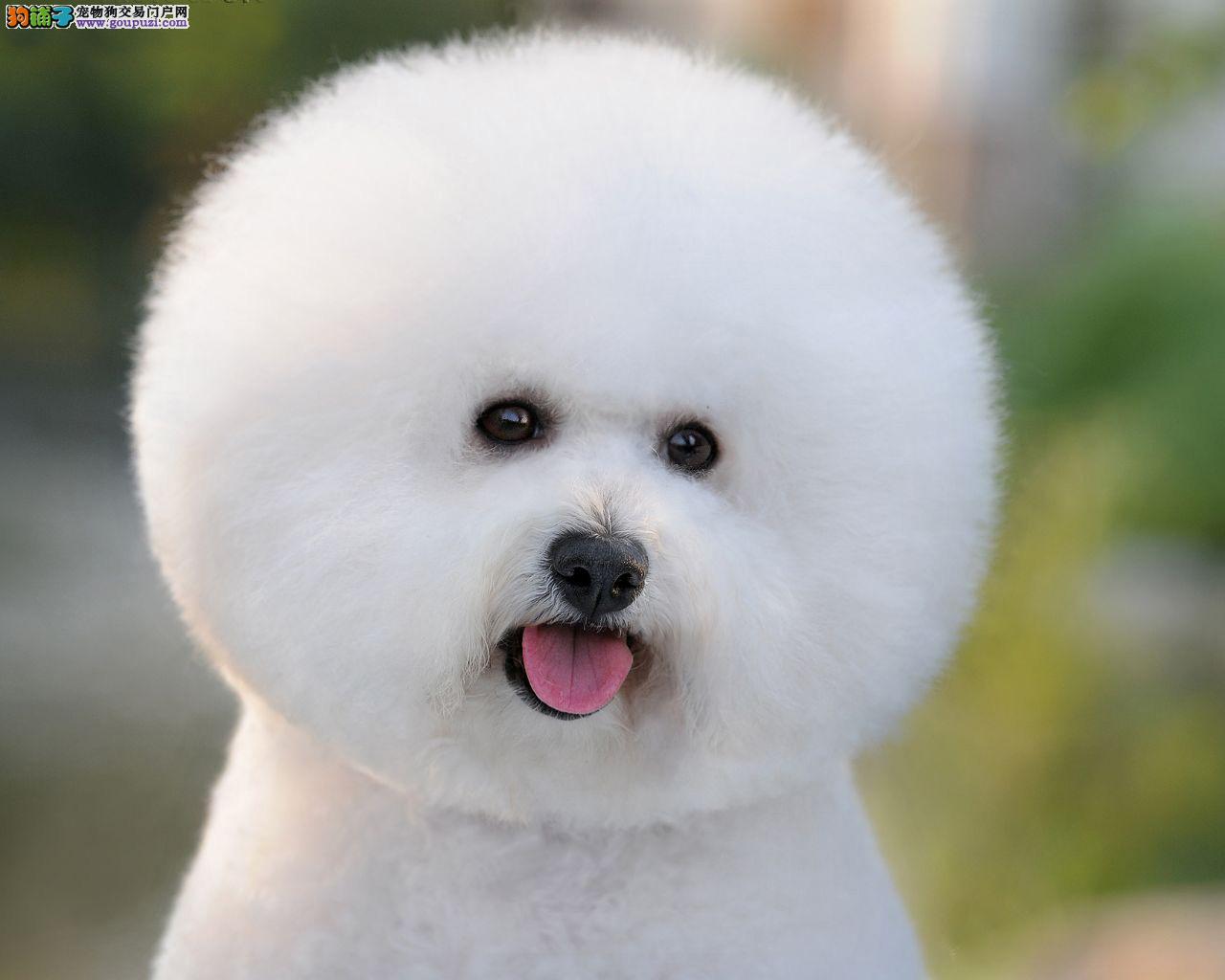 比熊犬