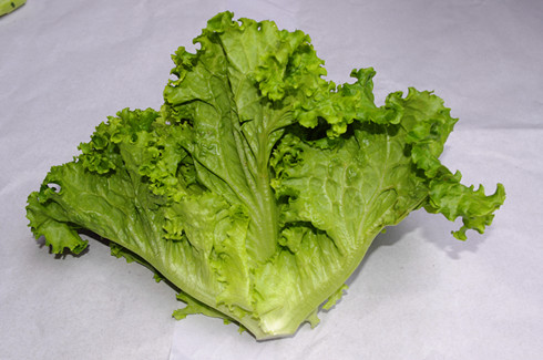 生菜