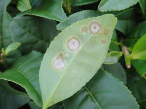 属分类 >> 病虫防除           夏季茶园重点是防治茶饼病和茶芽枯病