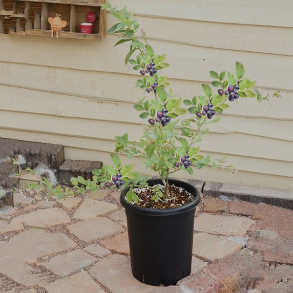 盆栽蓝莓的种植技术