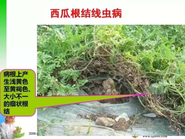 西瓜根结线虫病