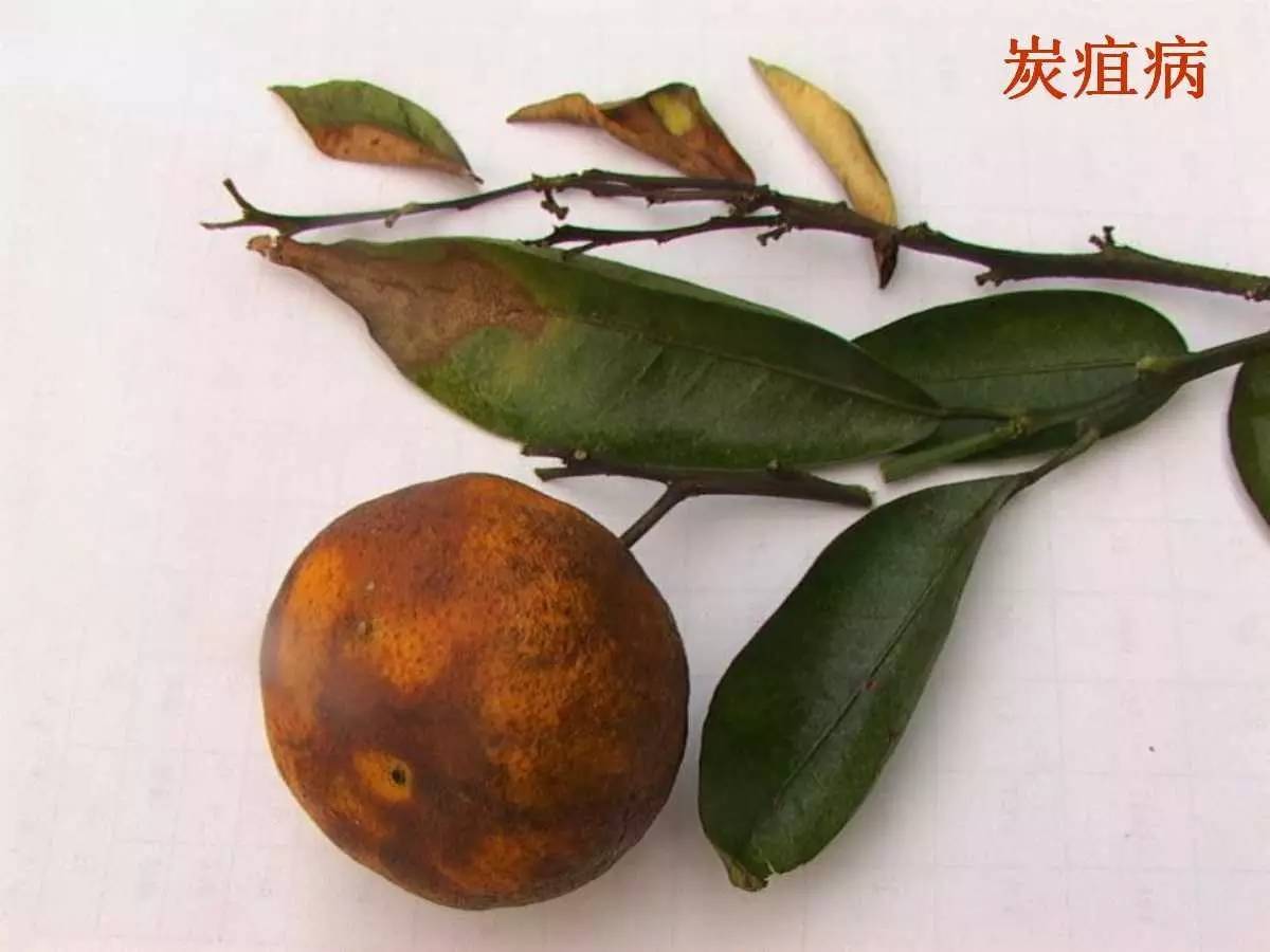 炭疽病