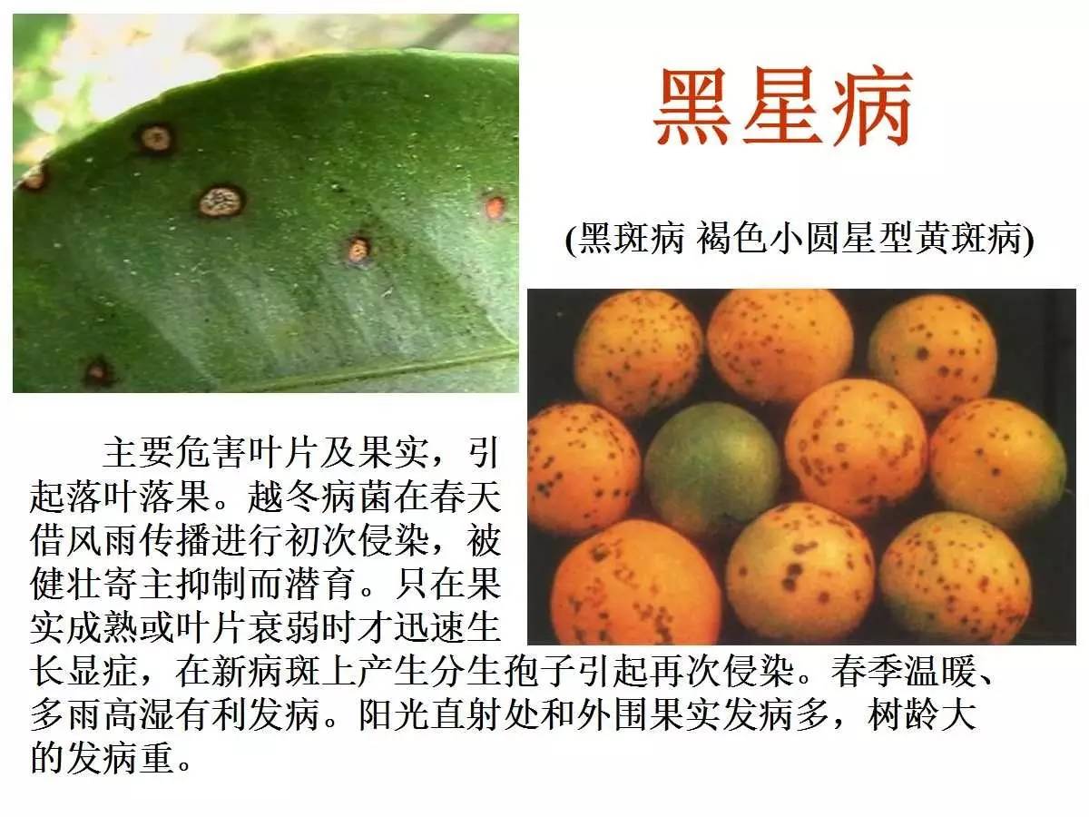 预防柑橘病虫害的方法