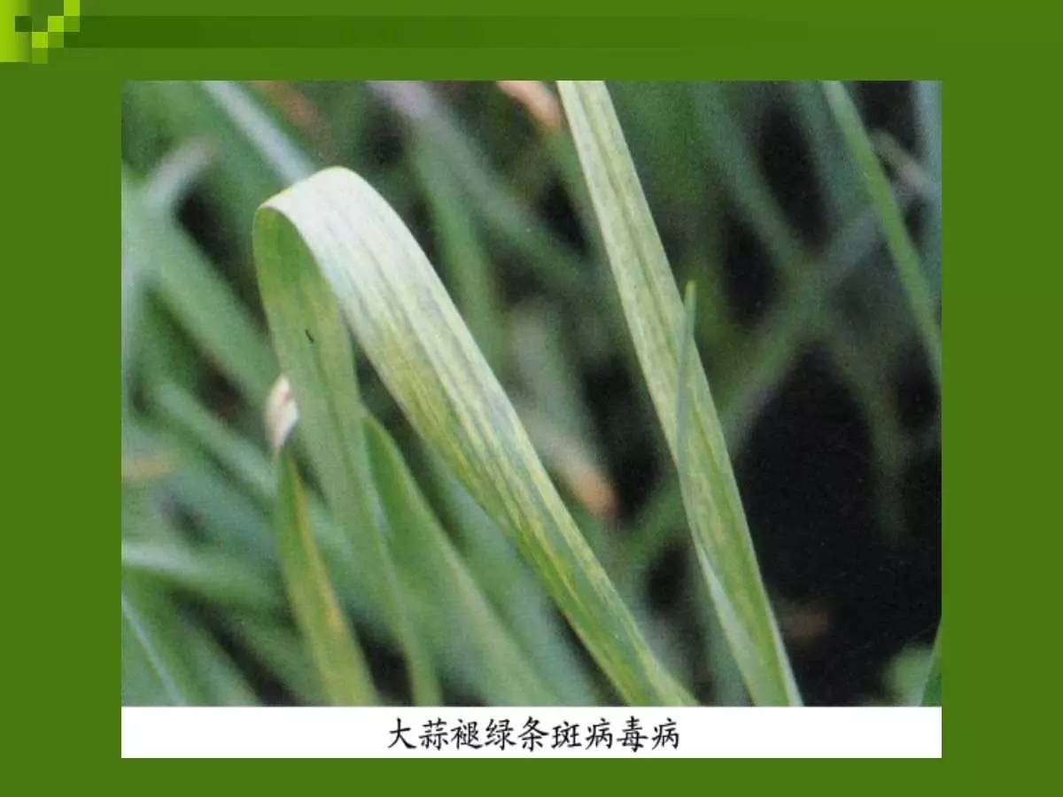 大蒜病虫害防治方法