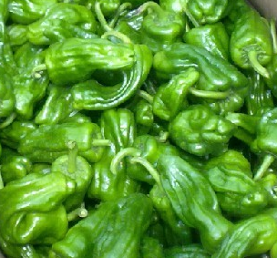 爱佳芜湖椒专业合作社