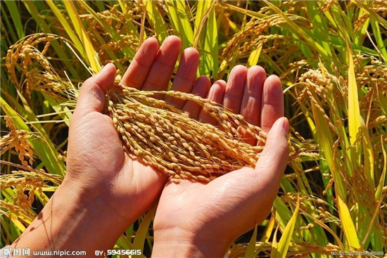 安徽减产绝收稻种并非