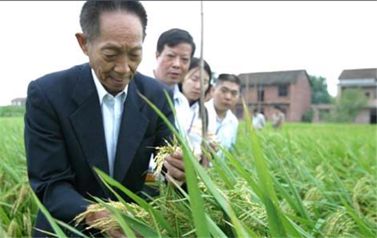 袁隆平超级水稻是骗局