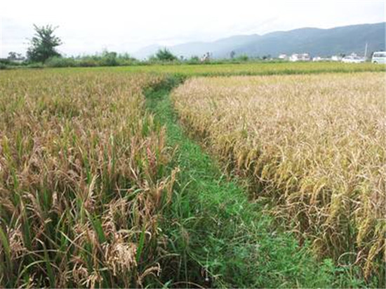“万亩水稻减产绝收”