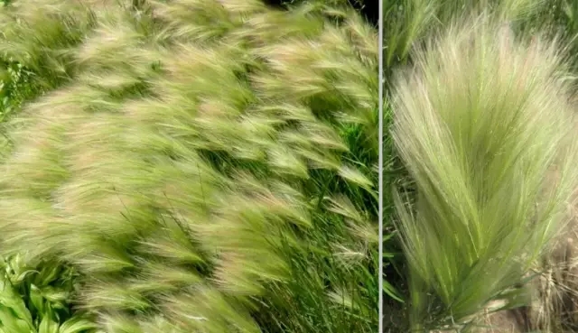 ۰ٿ  ߽Ͳ