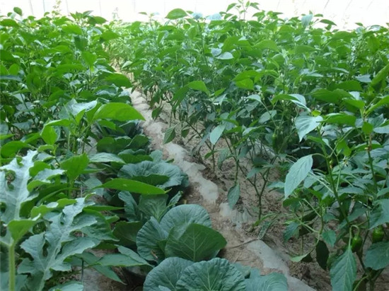 棚室蔬菜增产的5个方法