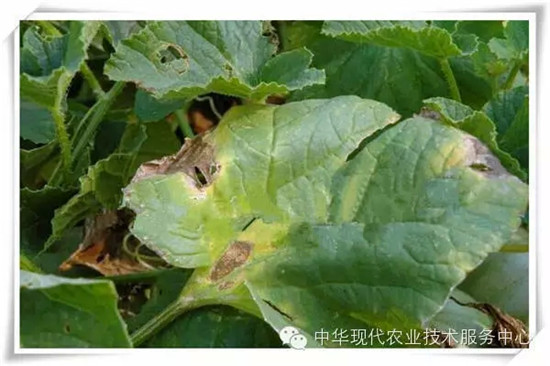 九,甜瓜疫病