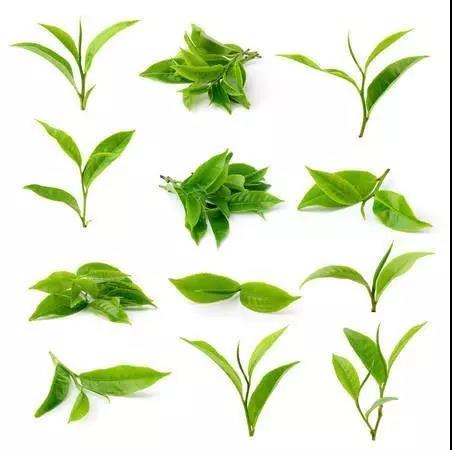 茶氨酸是一种茶叶特有的氨基酸,在其他植物中极为罕见.