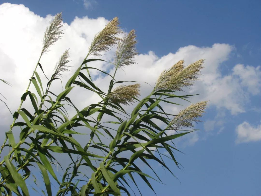 芦苇芦竹芦荻长的那么像教你识别