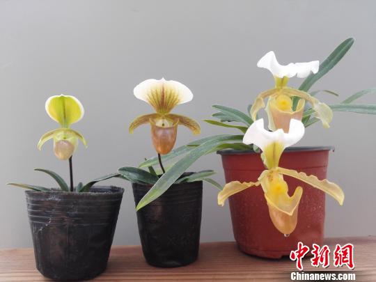 昆明植物所育成两个蔸兰新品种(图)