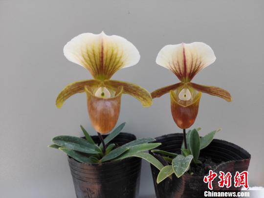 昆明植物所育成两个蔸兰新品种(图)