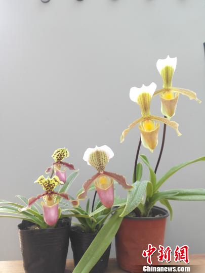 昆明植物所育成两个蔸兰新品种(图)