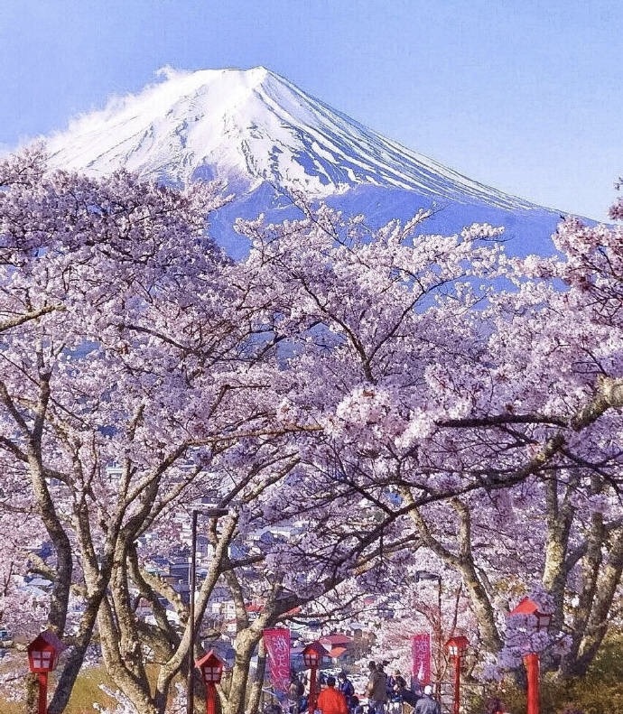 日本的樱花文化 独特的樱花情结